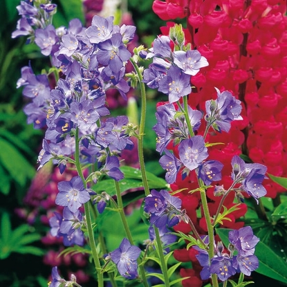 Picture of Polemonium - Caeruleum